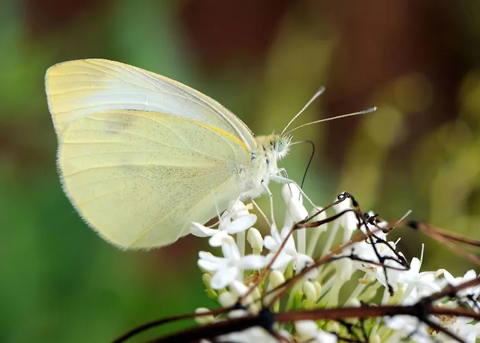 Quinta Santo Antonio da Serra