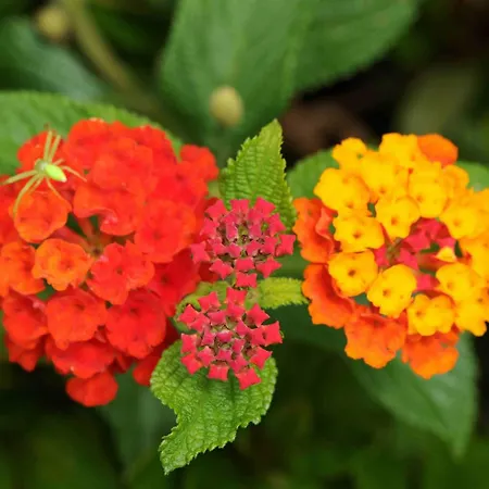 Lägenhetshotell Quinta Santo Antonio da Serra