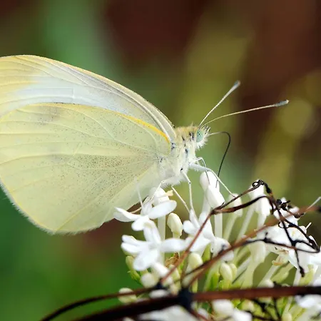 Quinta Santo Antonio da Serra