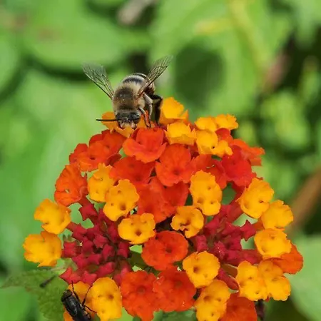 Quinta Santo Antonio da Serra