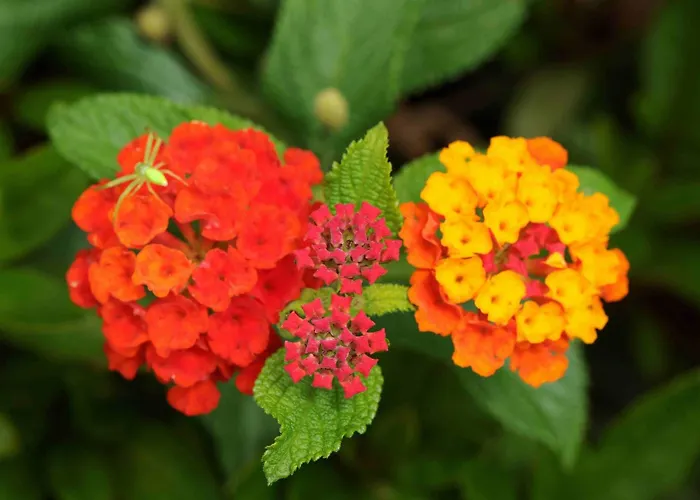 Aparthotel Quinta Santo Antonio da Serra