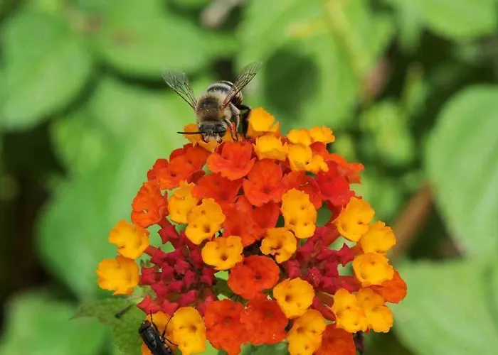 Quinta Santo Antonio da Serra